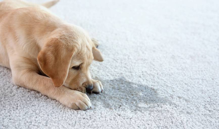 Powerclean Carpet Co